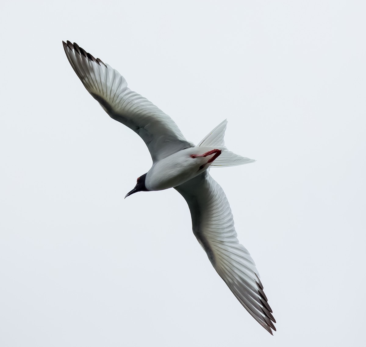 Swallow-tailed Gull - ML639478900