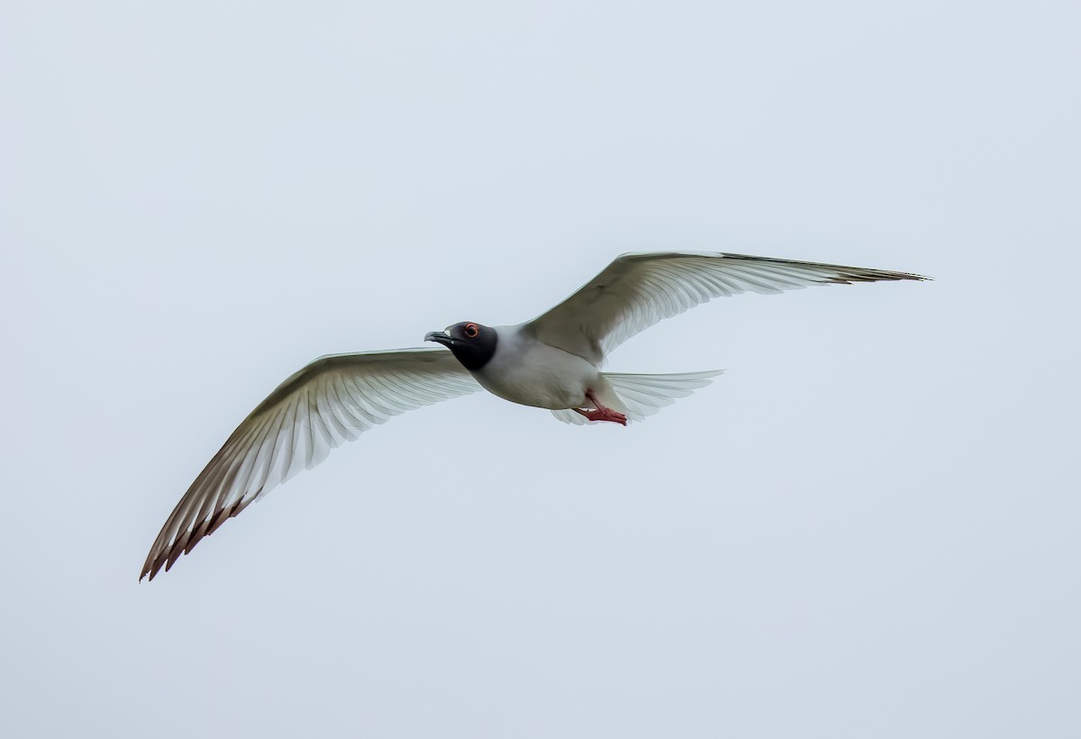 Swallow-tailed Gull - ML639478901