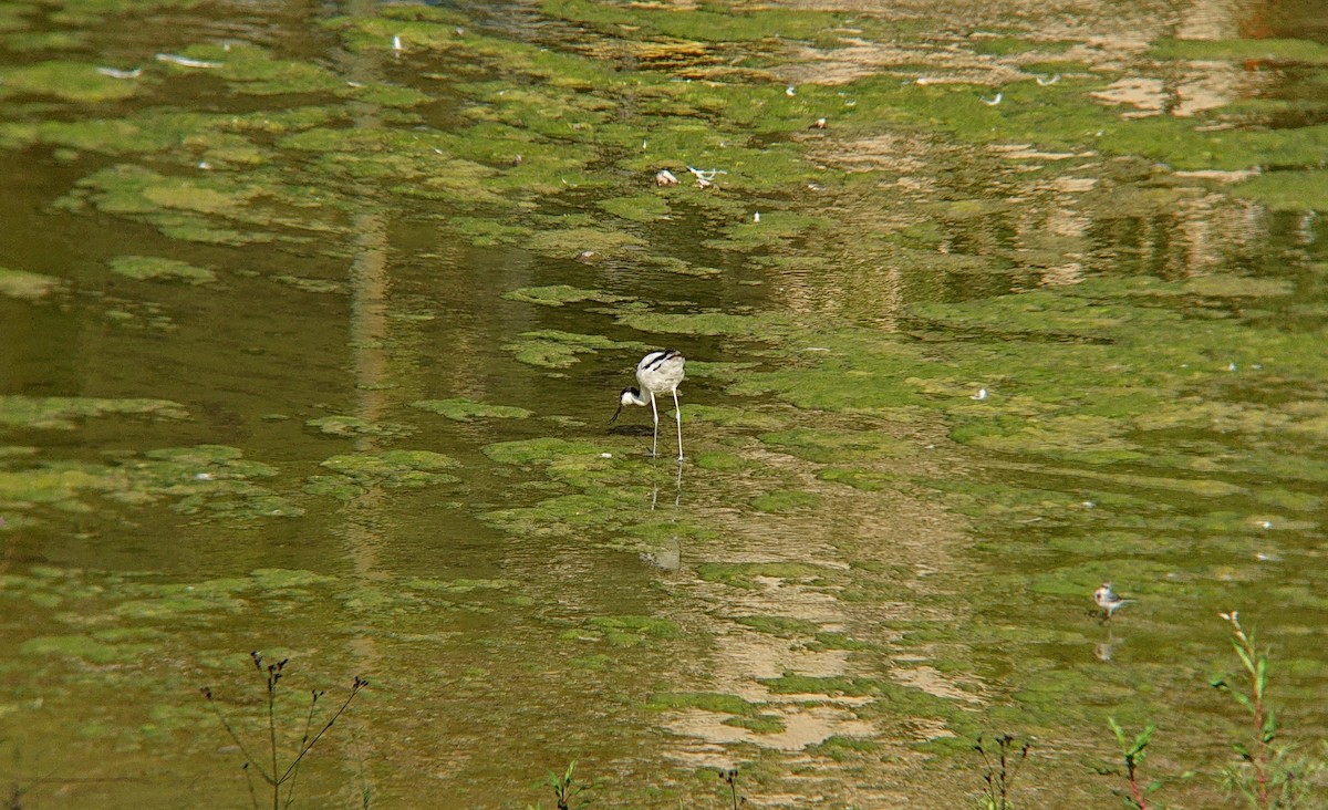 tenkozobec opačný - ML639478956