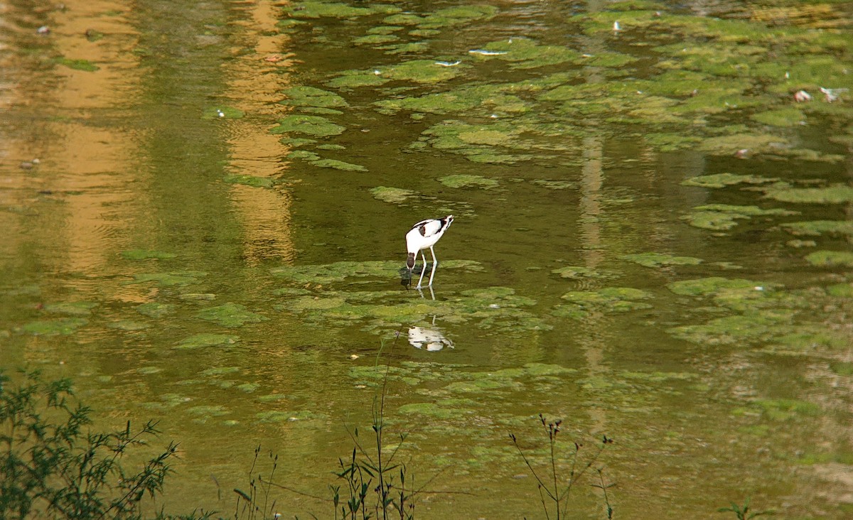 tenkozobec opačný - ML639478958