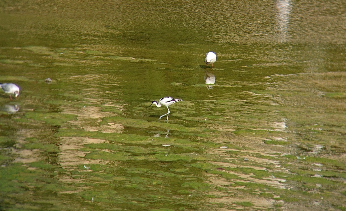 tenkozobec opačný - ML639478959