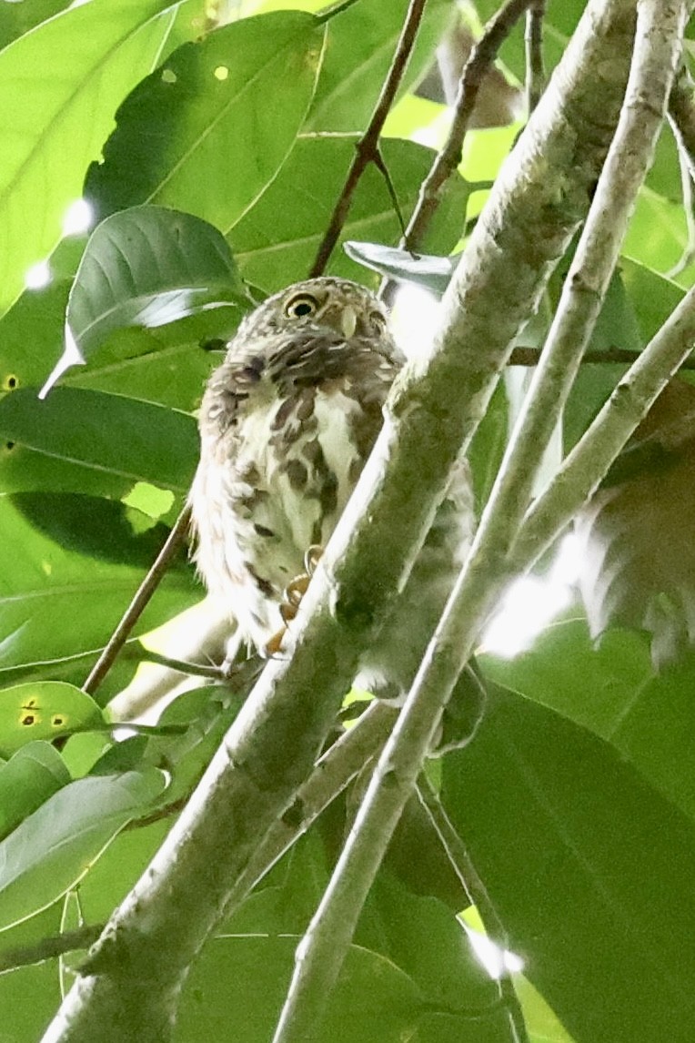 Sunda Owlet - ML639478962