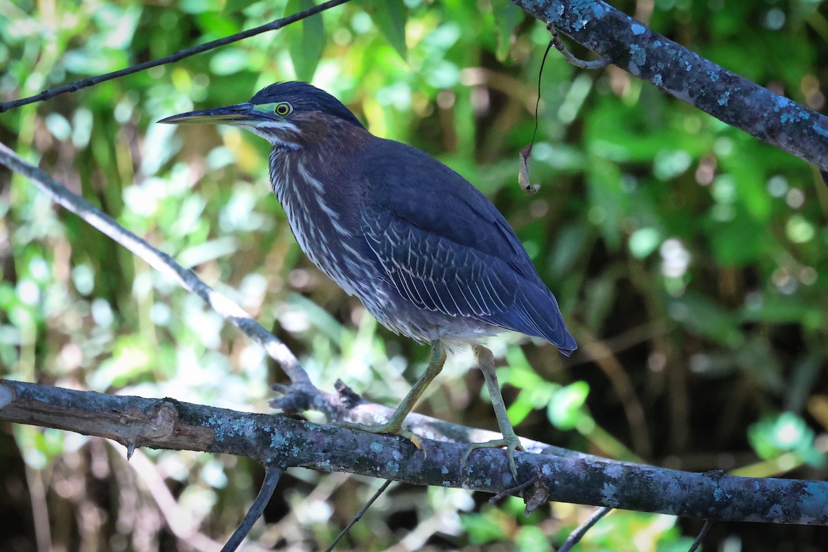 Green Heron - ML639478981