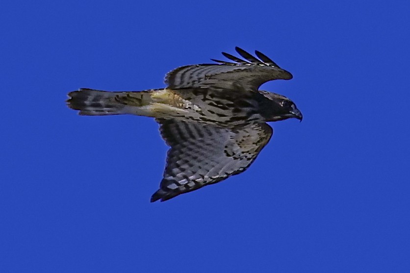 Red-shouldered Hawk - ML639478991