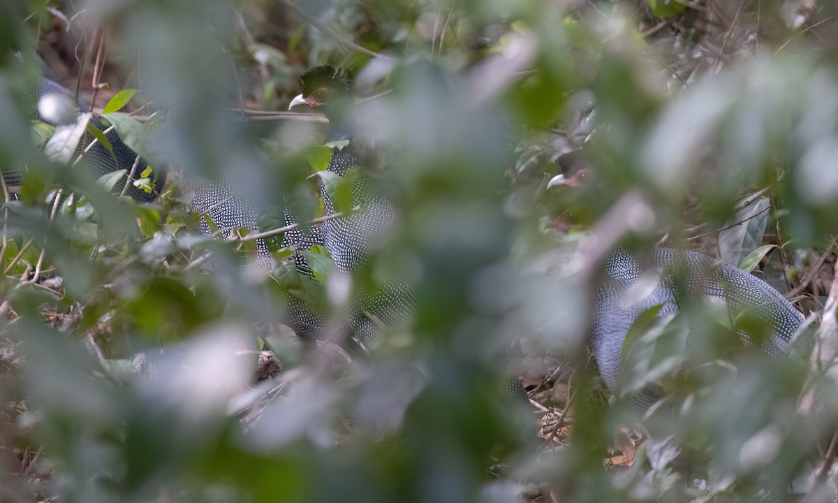Eastern Crested Guineafowl - ML639478999