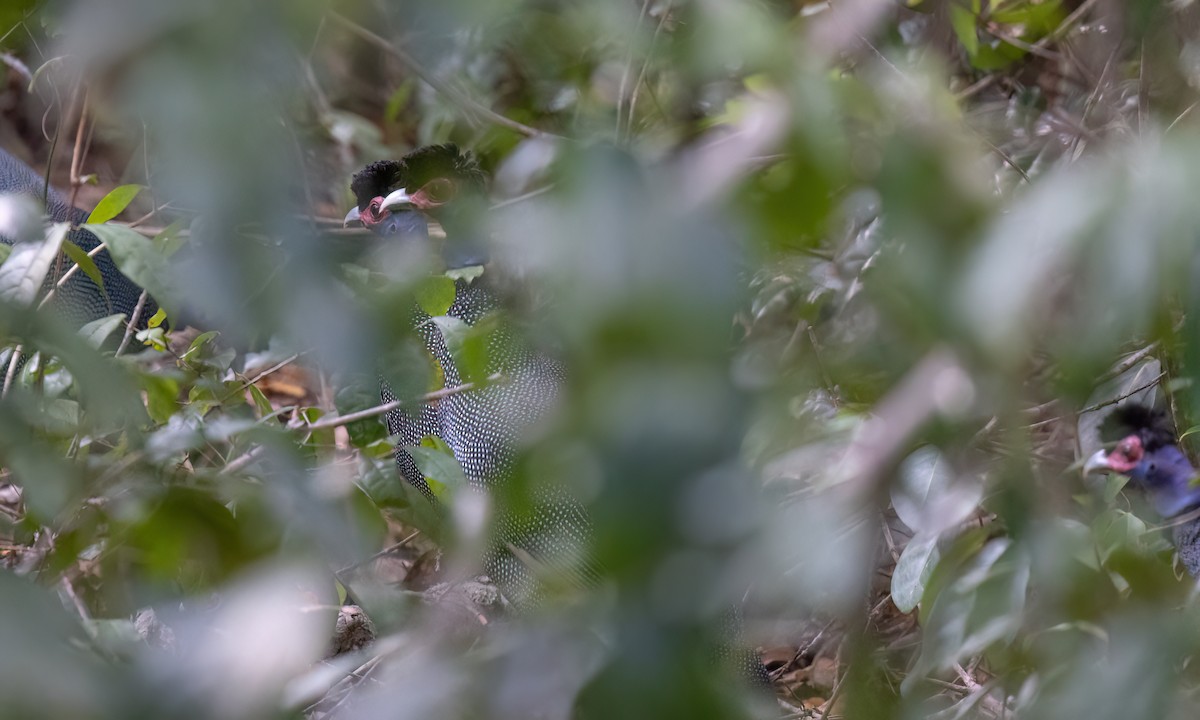Eastern Crested Guineafowl - ML639479001