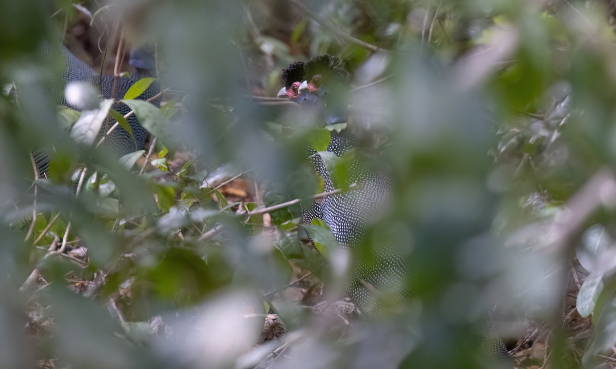 Eastern Crested Guineafowl - ML639479002
