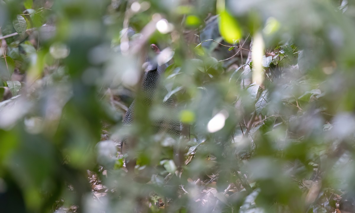 Eastern Crested Guineafowl - ML639479003