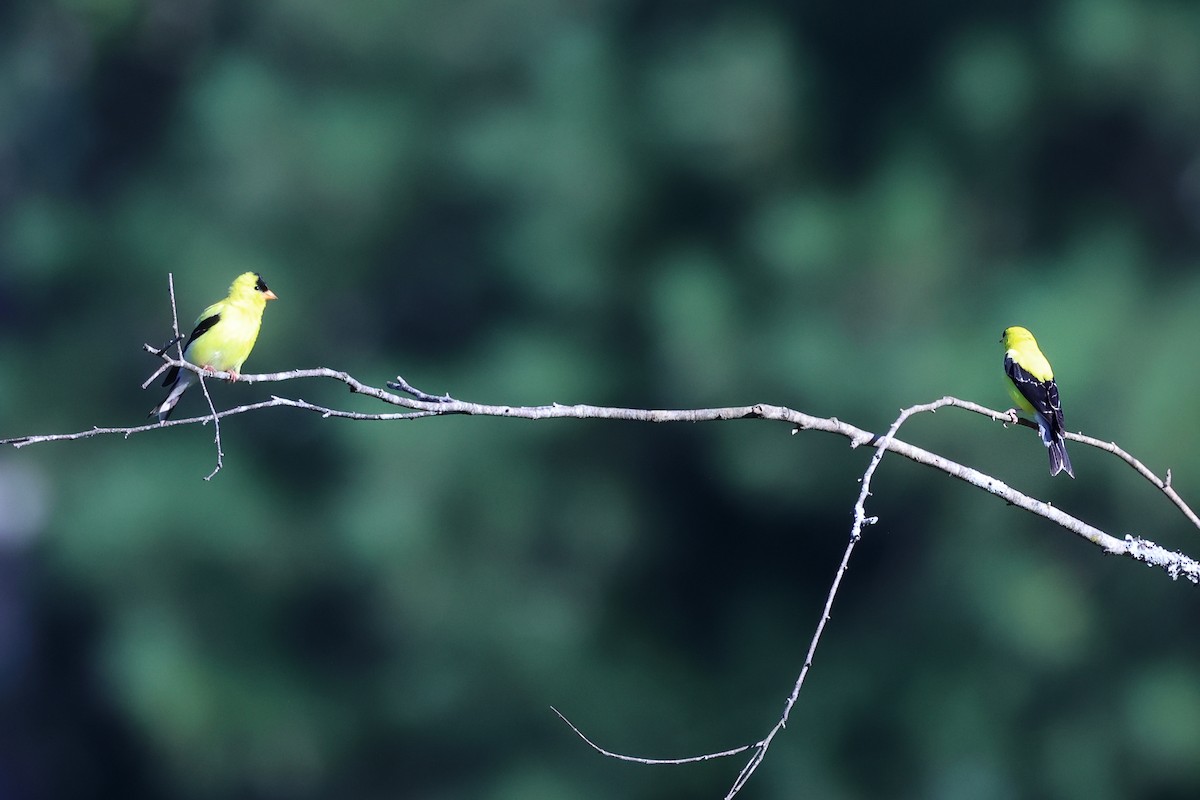 American Goldfinch - ML639479010