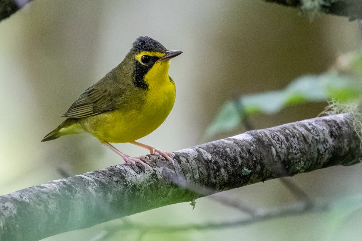 Kentucky Warbler - ML639479050