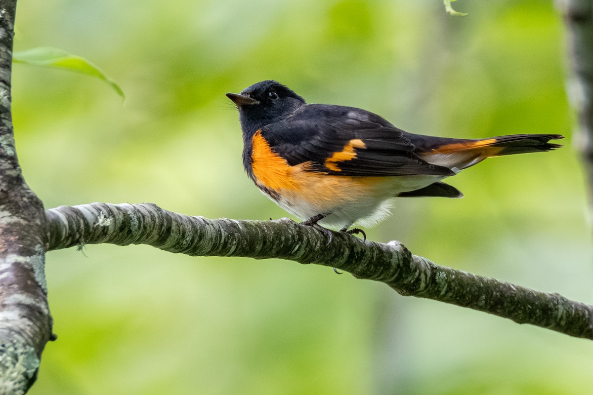 American Redstart - ML639479054
