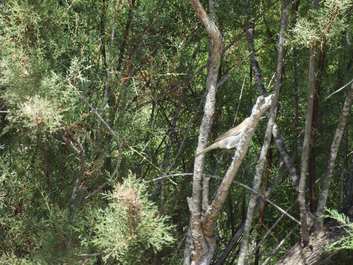 Western Olivaceous Warbler - ML639479143