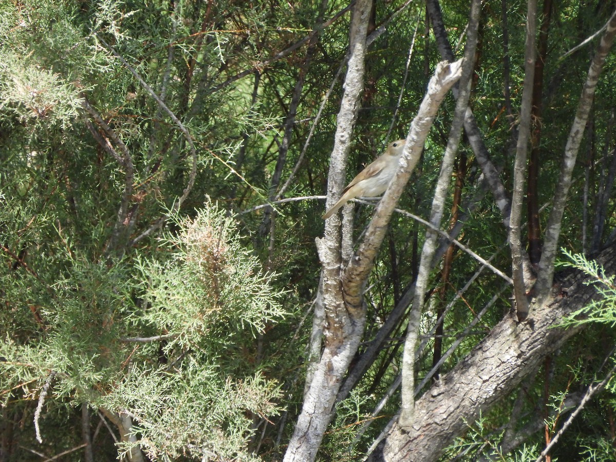 Western Olivaceous Warbler - ML639479145