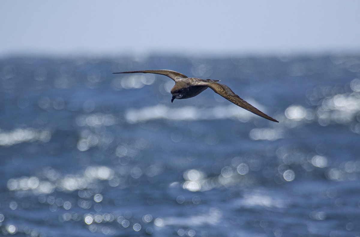 Murphy's Petrel - ML639479197