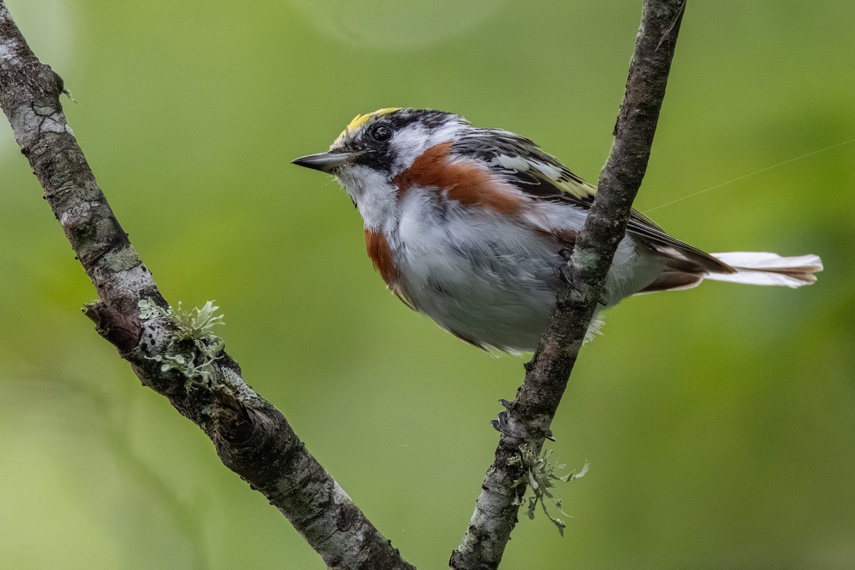 Chestnut-sided Warbler - ML639479218