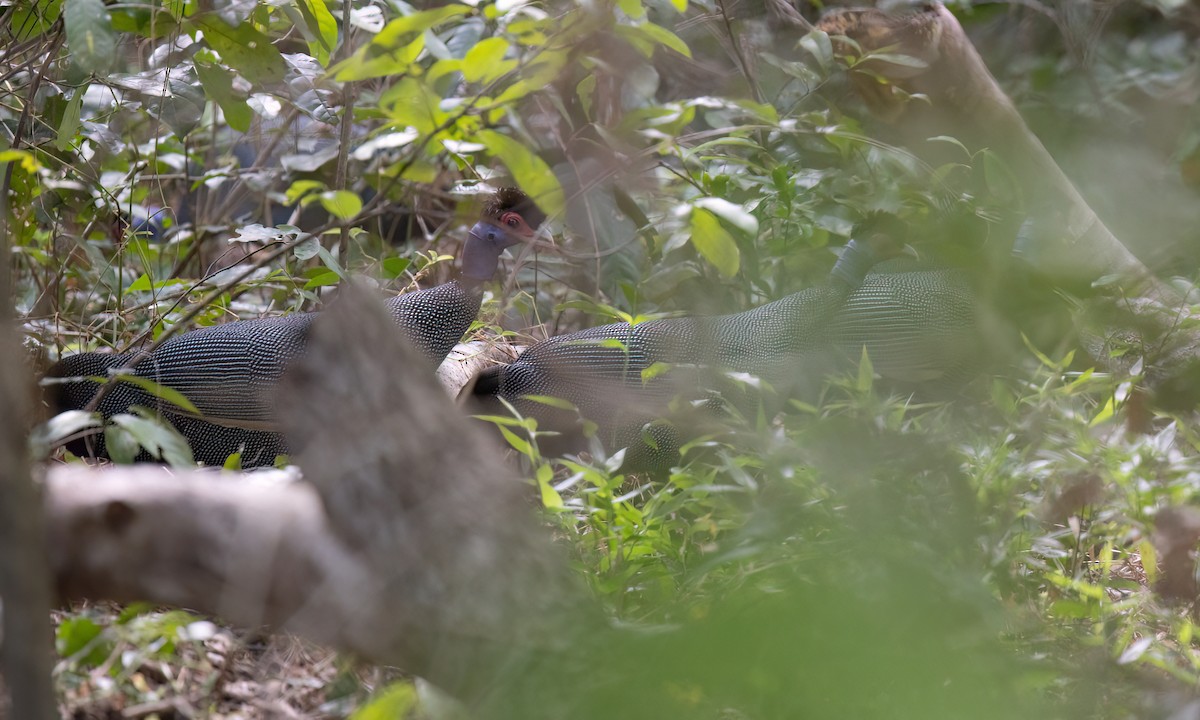 Eastern Crested Guineafowl - ML639479222