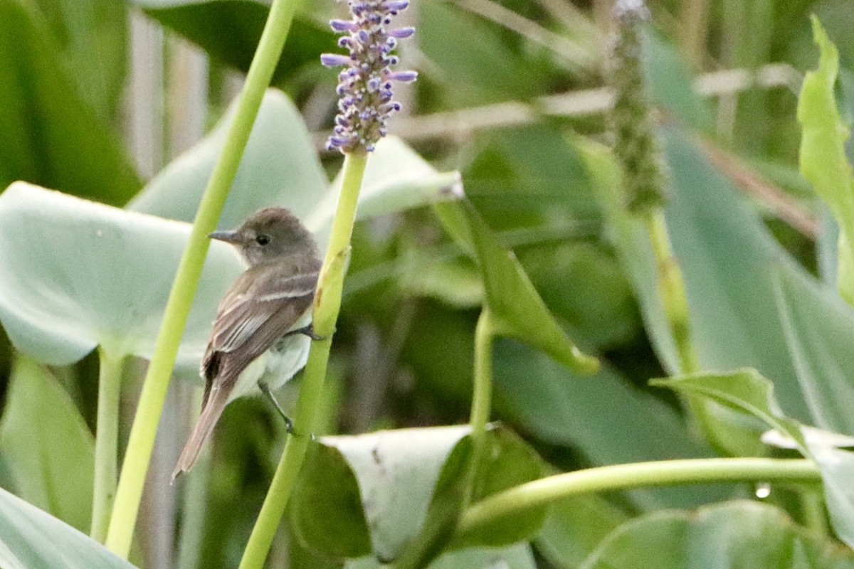 Willow Flycatcher - ML639479287