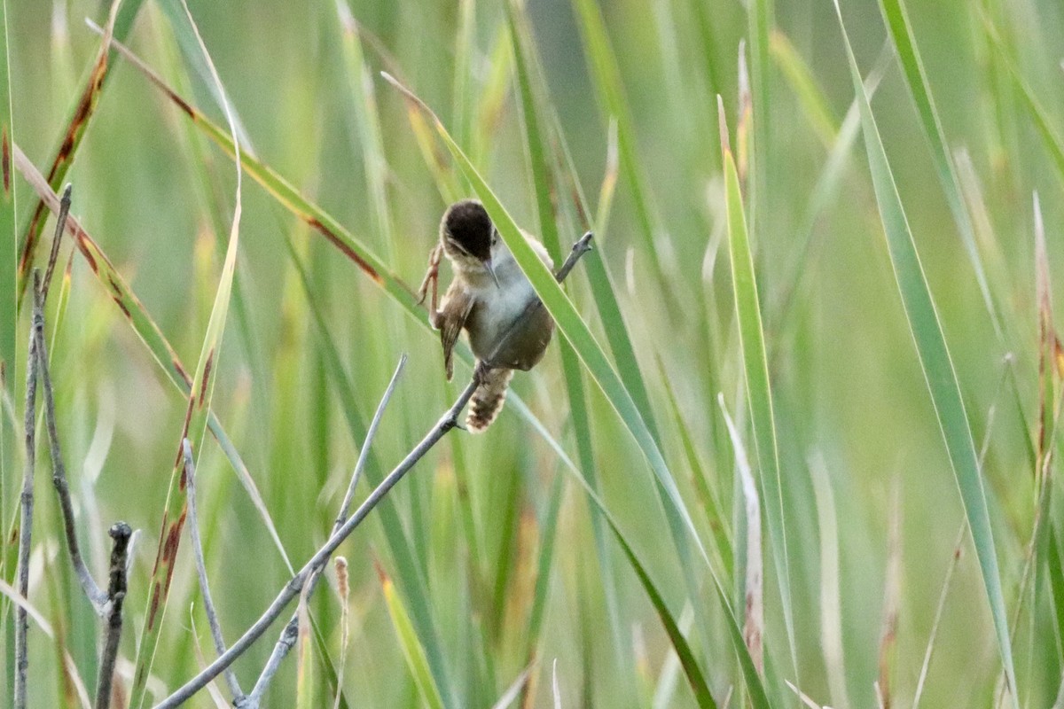 Marsh Wren - ML639479309