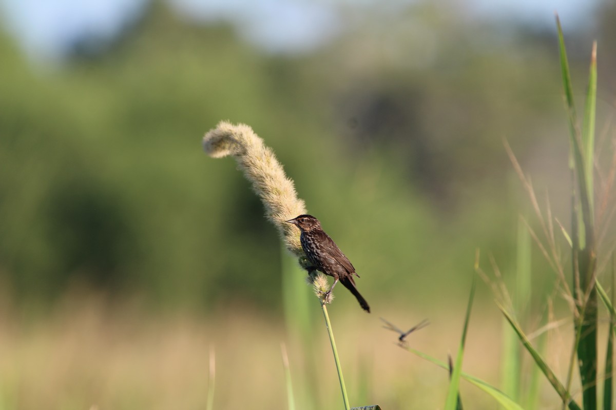 Red-winged Blackbird - ML639479335