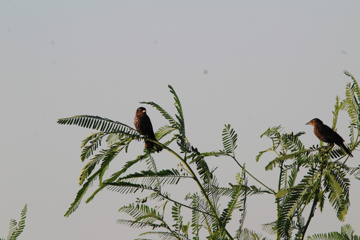 Red-winged Blackbird - ML639479336