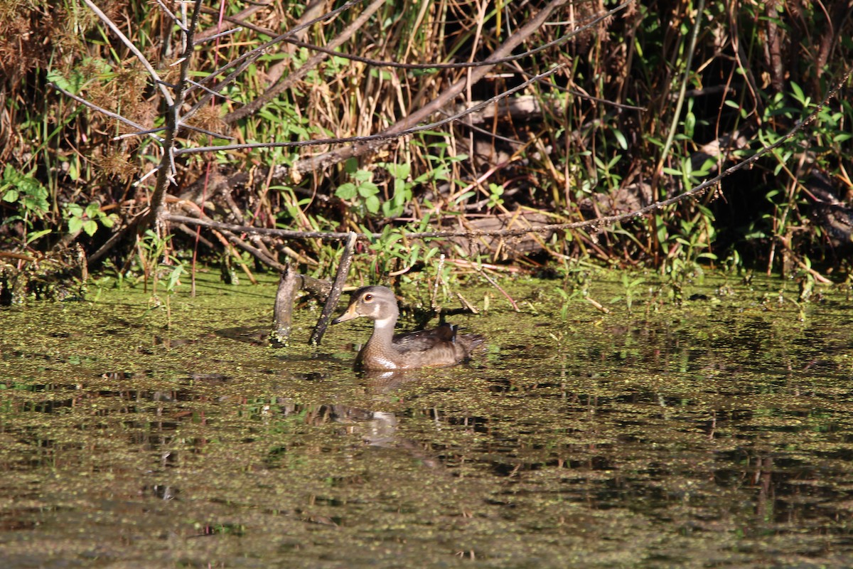 Wood Duck - ML639479346