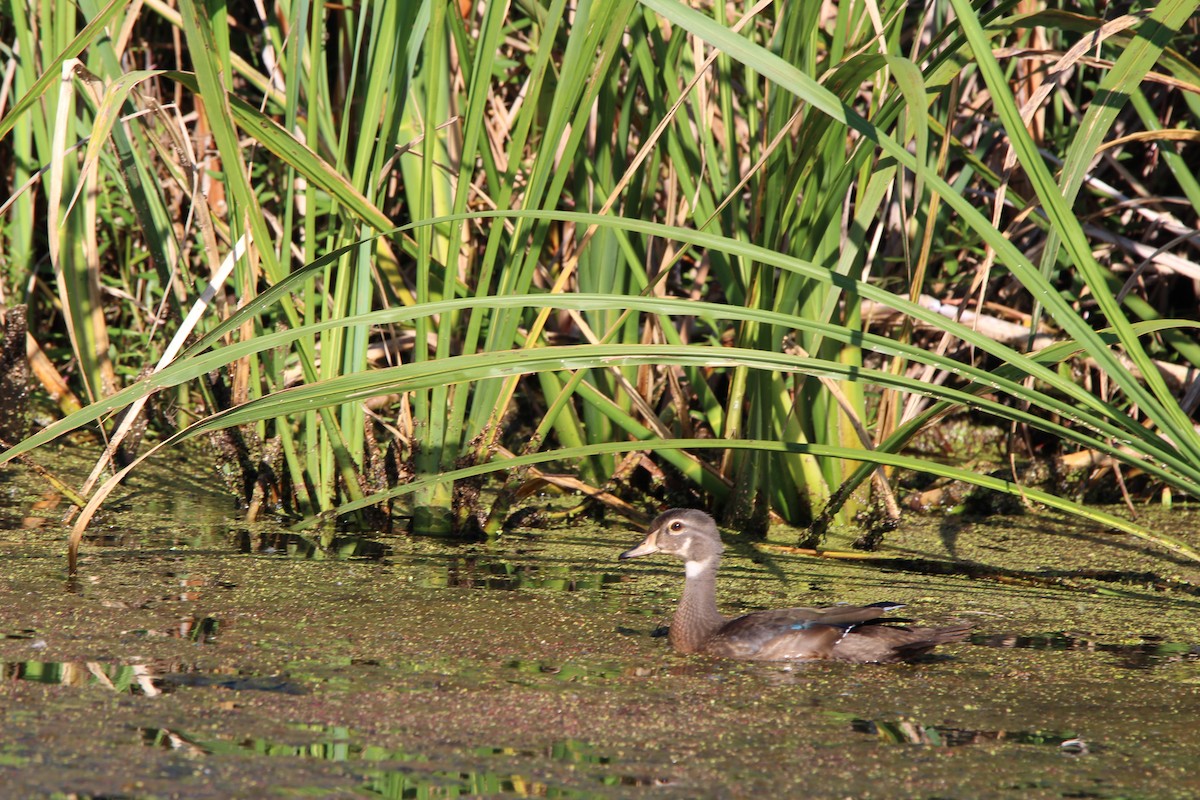 Wood Duck - ML639479347