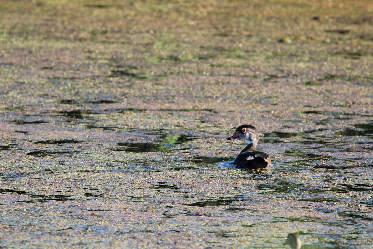 Wood Duck - ML639479348