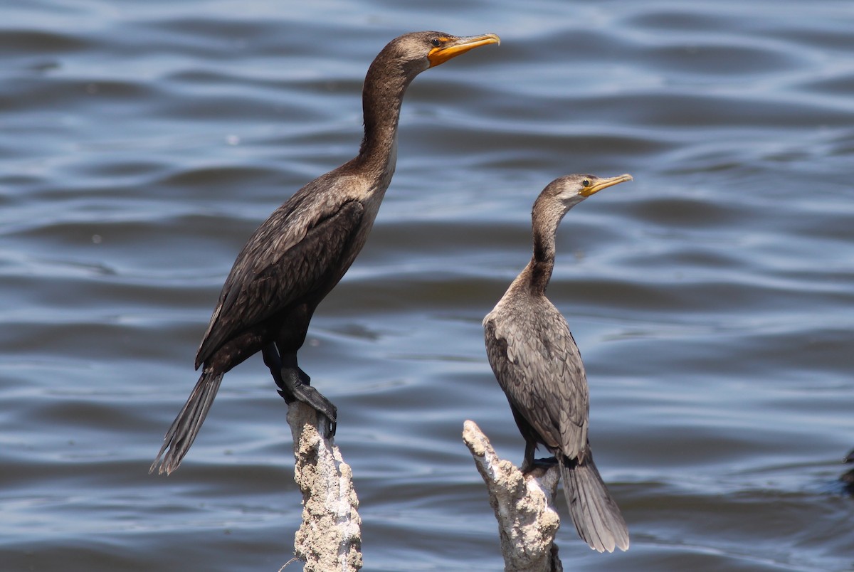 Double-crested Cormorant - ML639479357