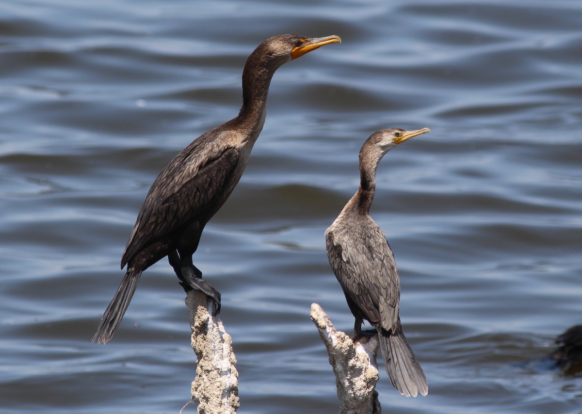 Double-crested Cormorant - ML639479358