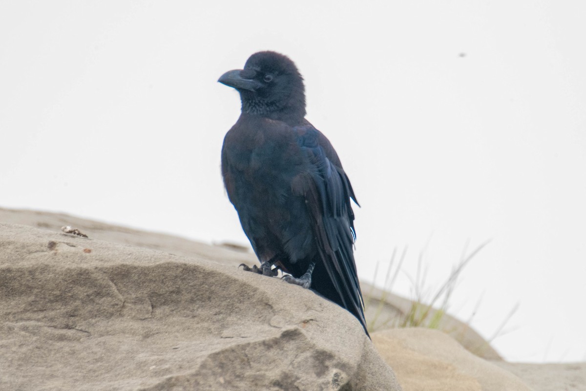 Large-billed Crow - ML639479382