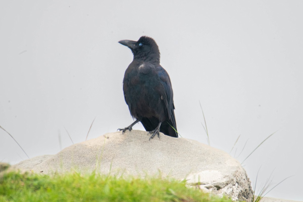 Large-billed Crow - ML639479384