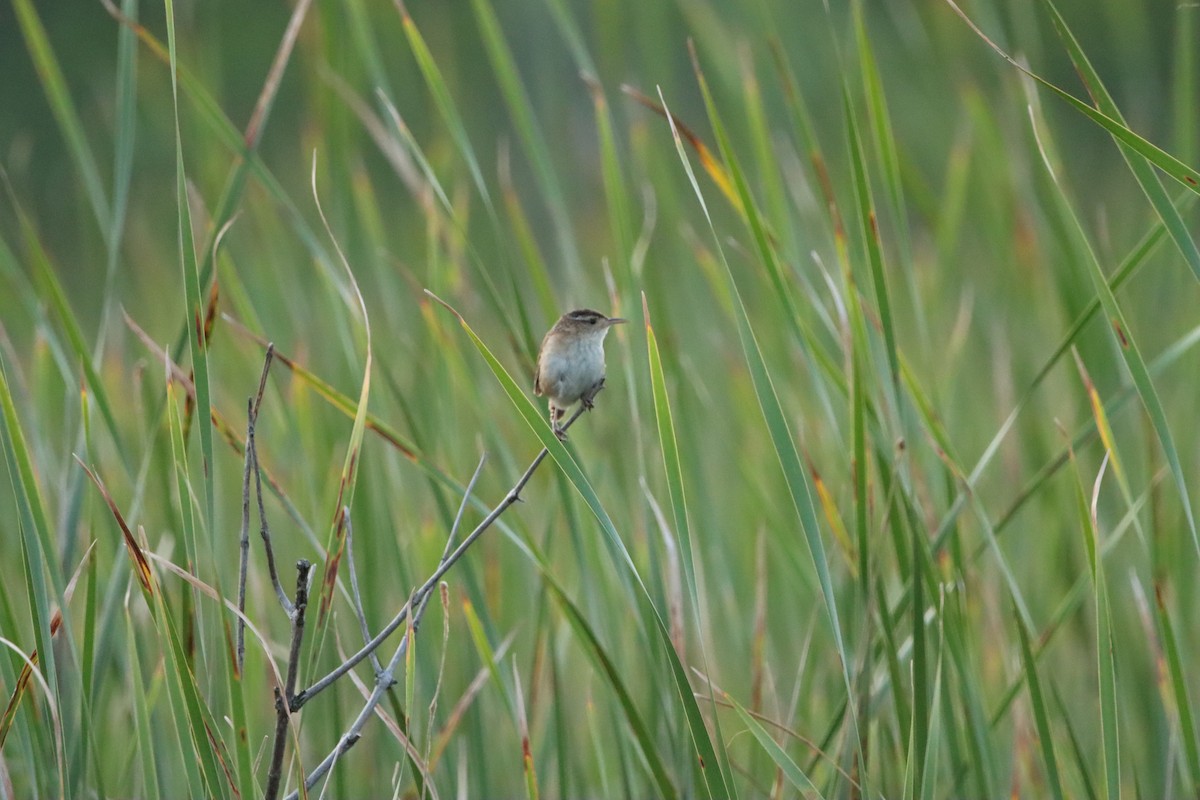 Marsh Wren - ML639479414