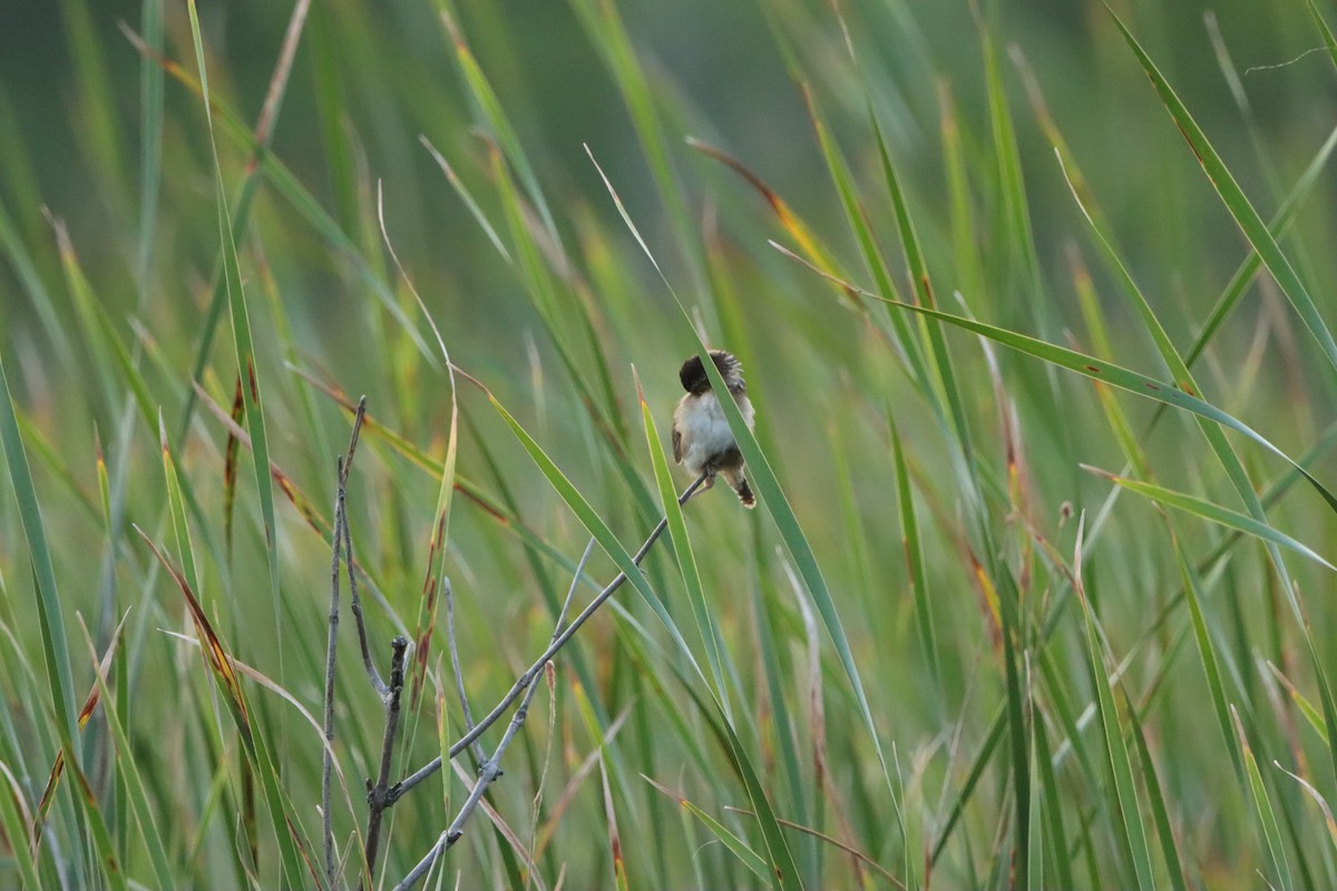 Marsh Wren - ML639479415