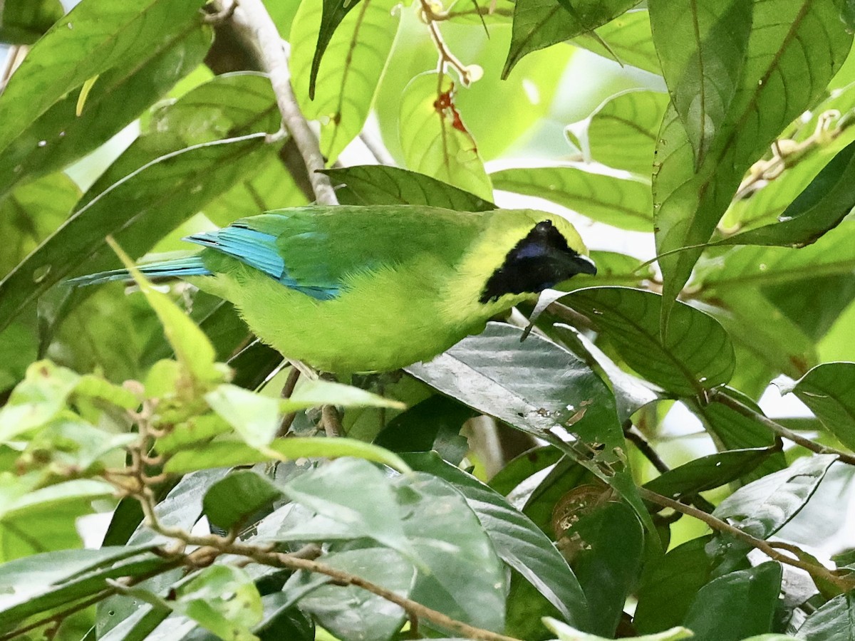 Borneoblattvogel - ML639479584