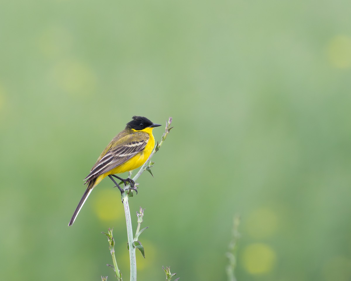Western Yellow Wagtail (feldegg) - ML639479593