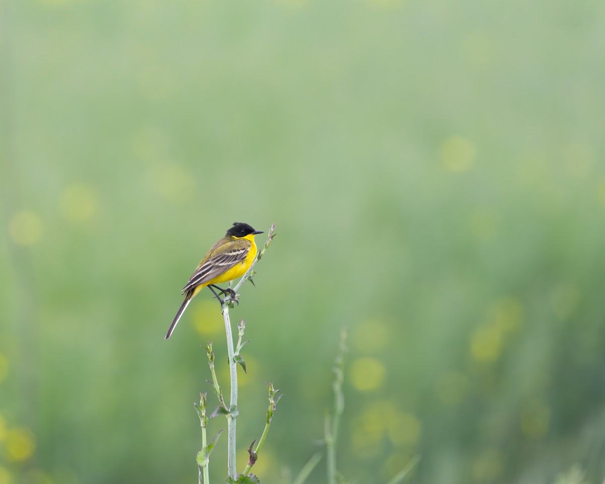 Western Yellow Wagtail (feldegg) - ML639479594