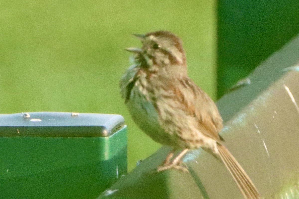 Song Sparrow - ML639479651