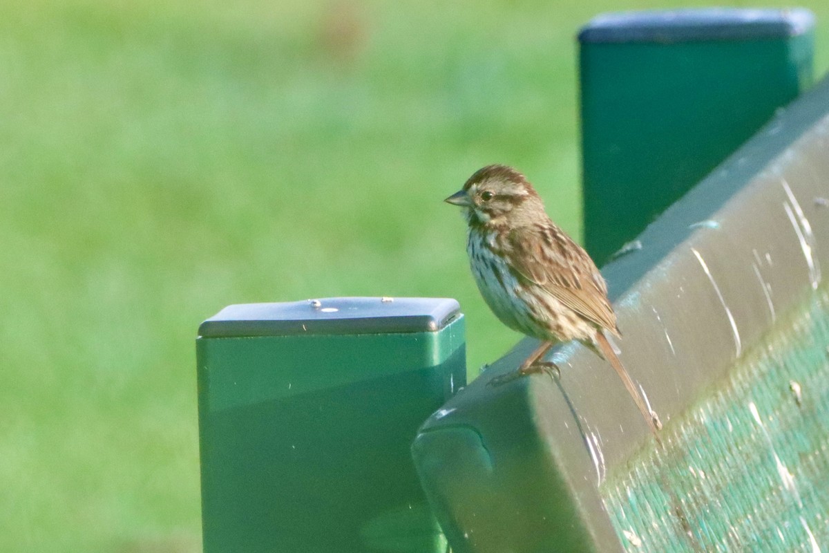Song Sparrow - ML639479652