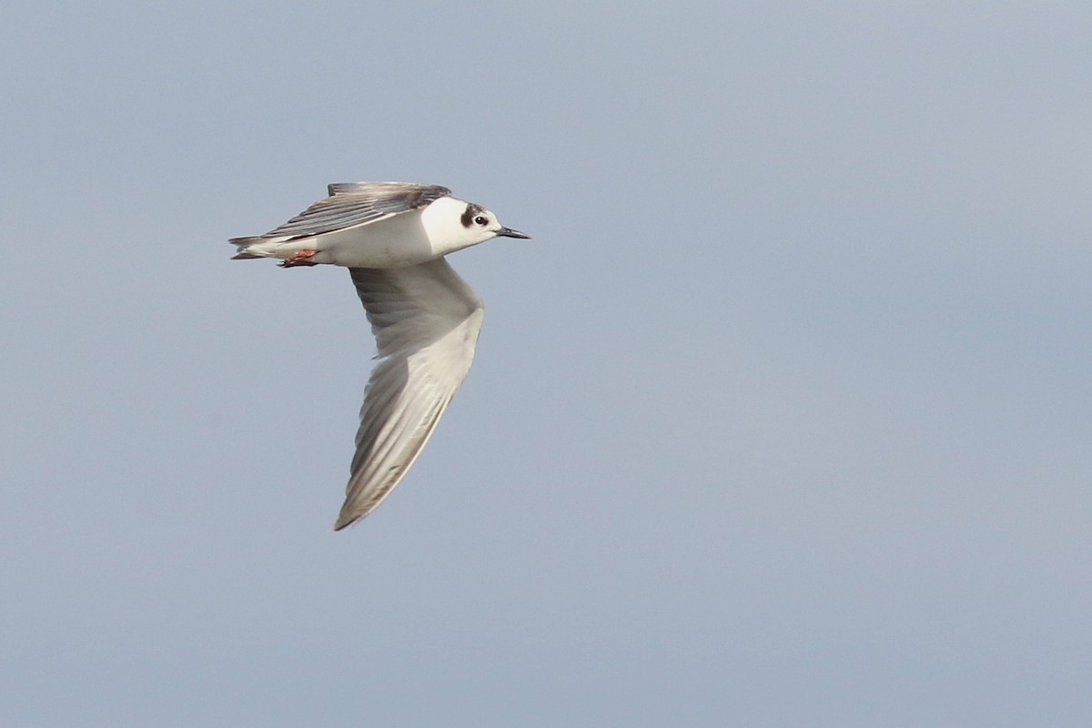 Guifette leucoptère - ML639479772