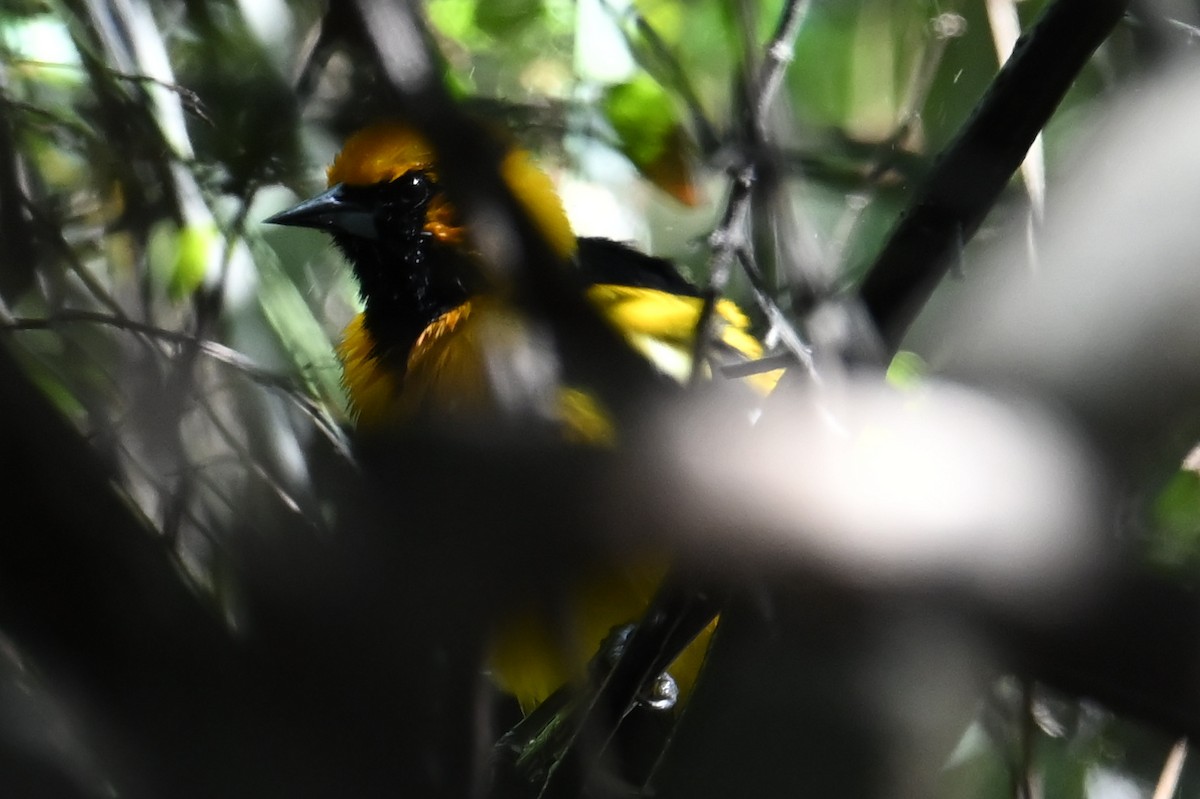 White-edged Oriole - ML639479775