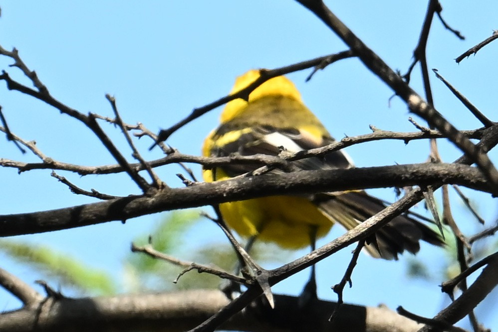 White-edged Oriole - ML639479782