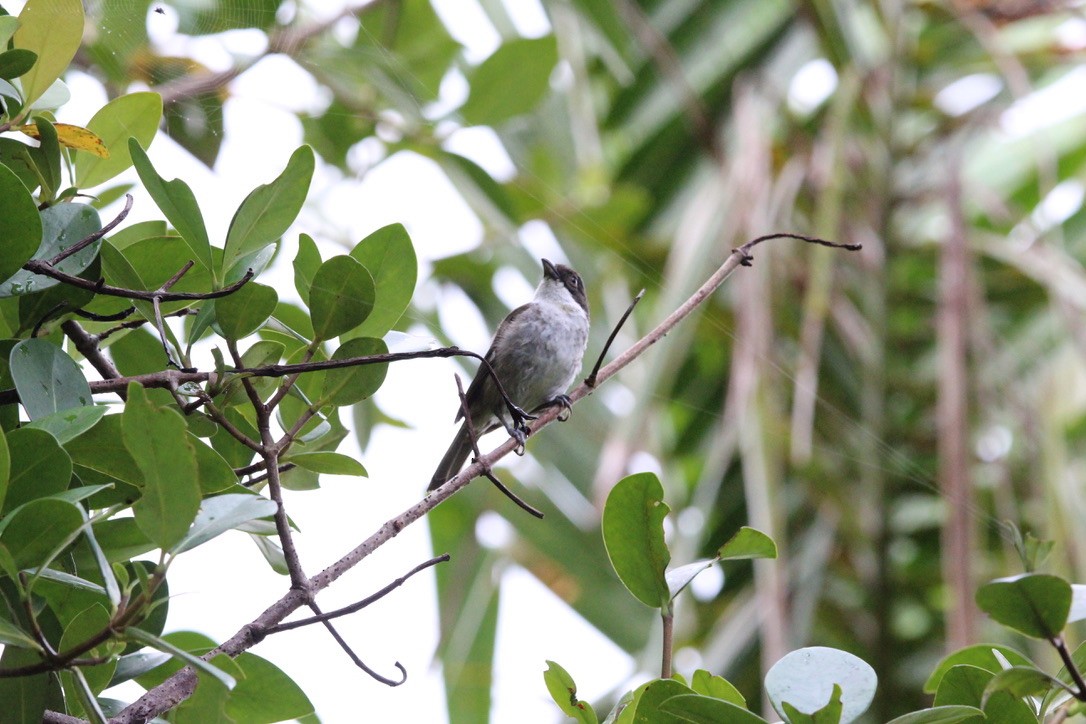 Puerto Rican Tanager - ML639479806