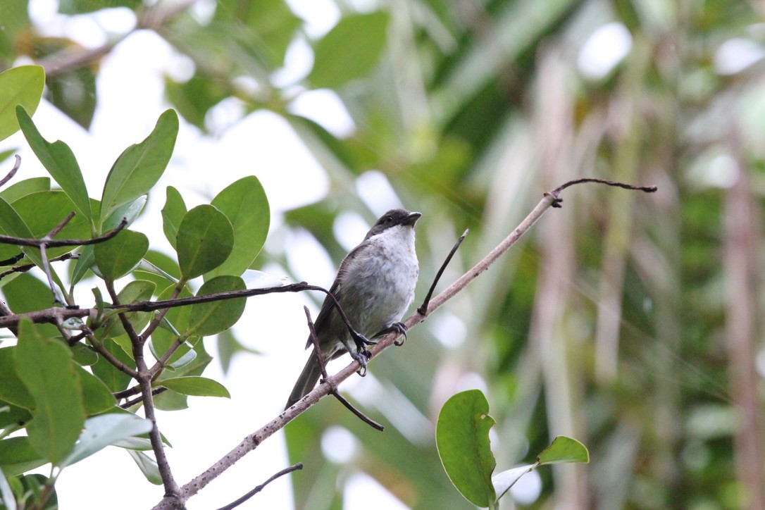 Puerto Rican Tanager - ML639479807