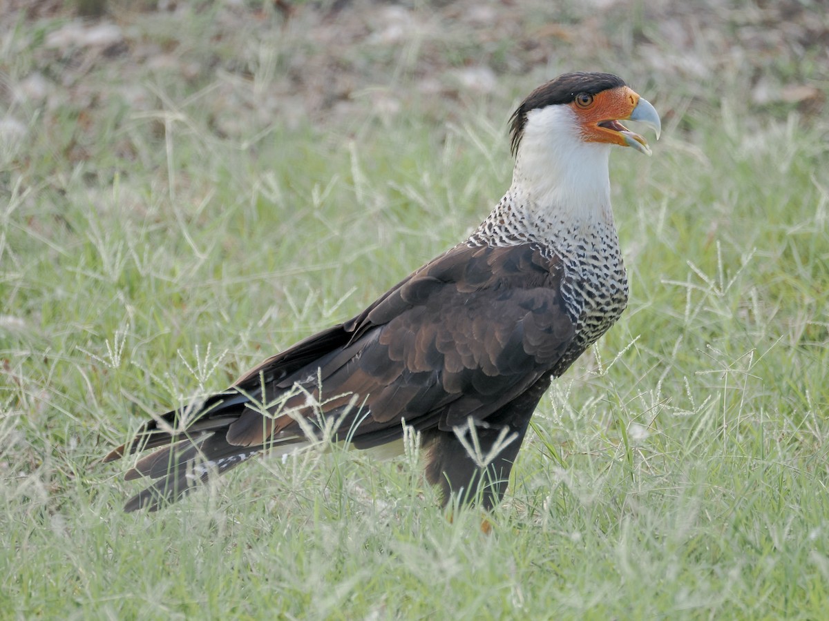 Crested Caracara - ML639479988