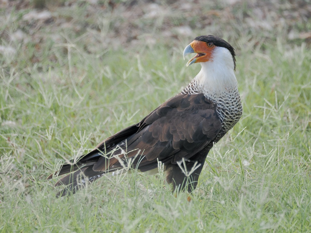 Crested Caracara - ML639479992