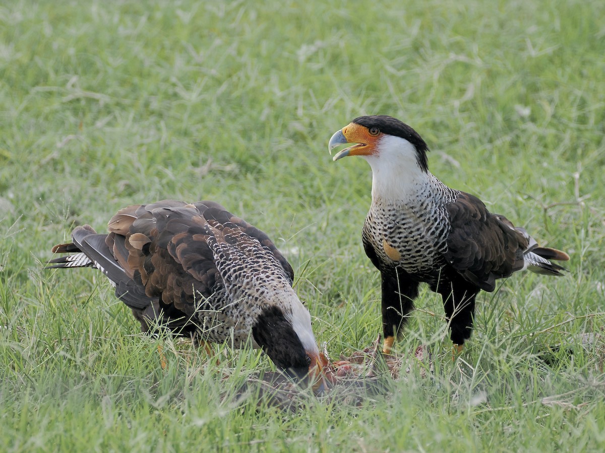 Crested Caracara - ML639480031
