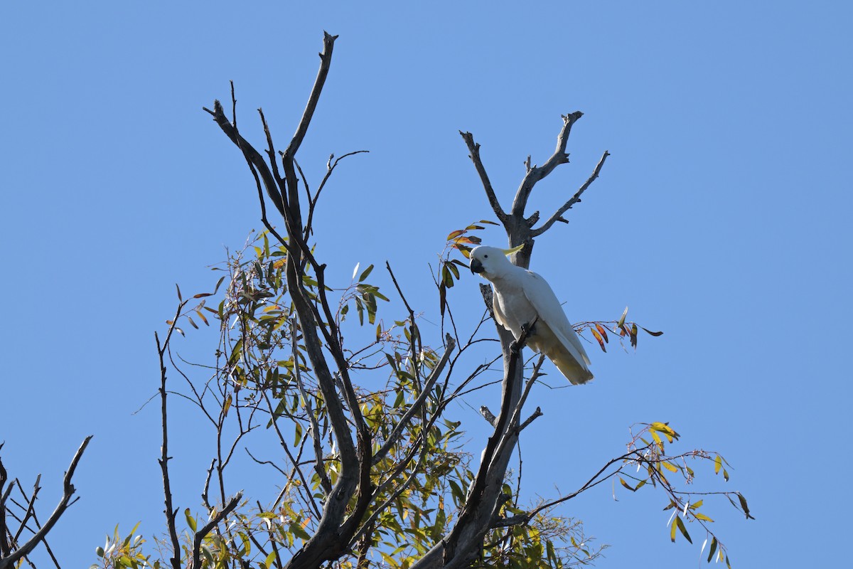 Sulphur-crested Cockatoo - ML639480040