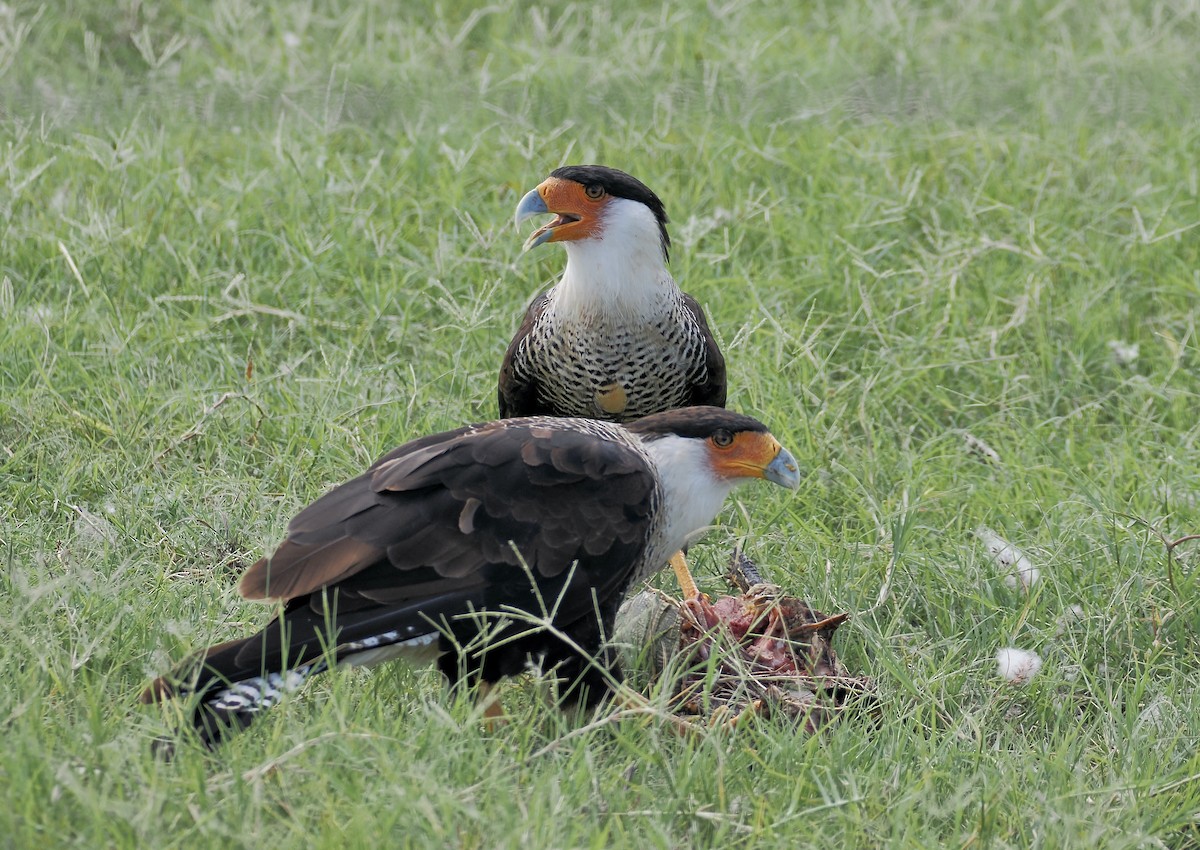 Crested Caracara - ML639480044