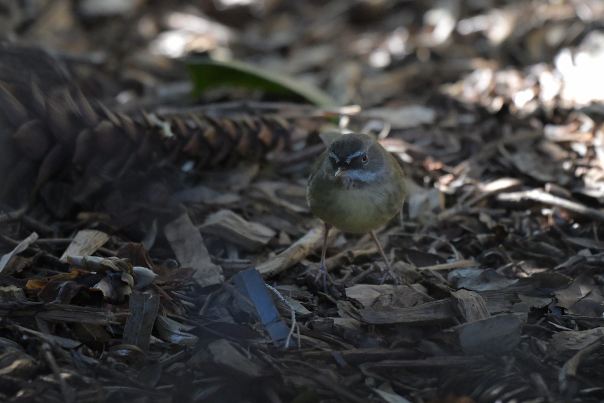 White-browed Scrubwren - ML639480054
