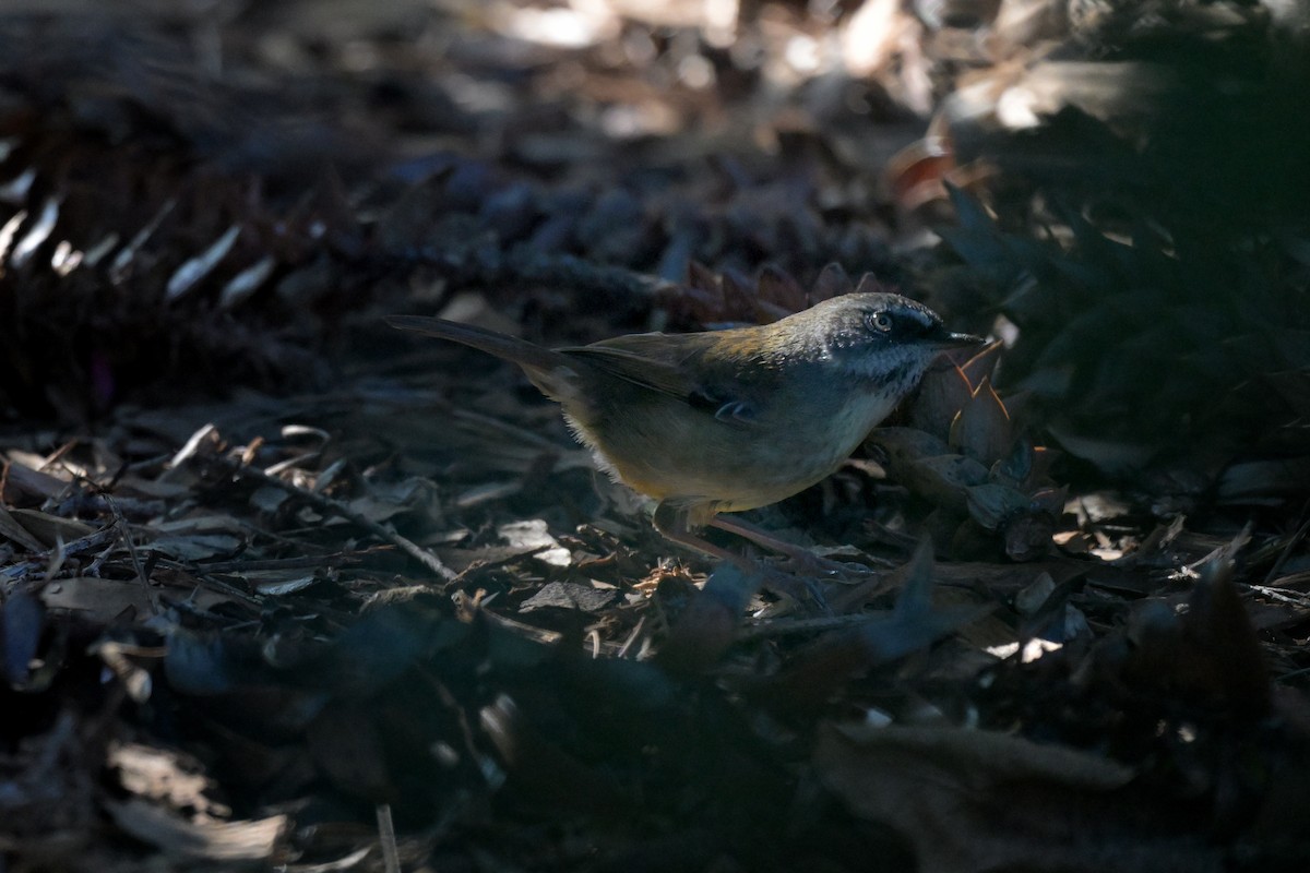 White-browed Scrubwren - ML639480055